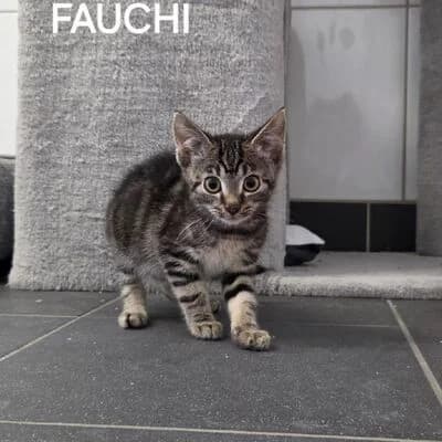 Fauchi, getigert female puppy mixed breed for adoption at Tierheim Ahlen, Ahlen