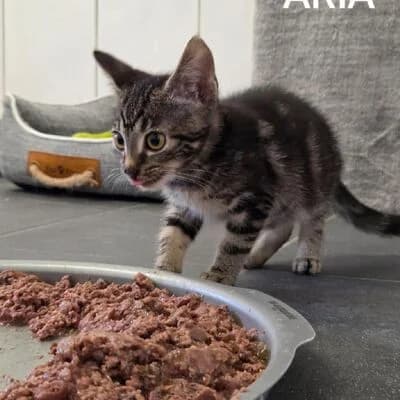 Aria, getigert female puppy mixed breed for adoption at Tierheim Ahlen, Ahlen