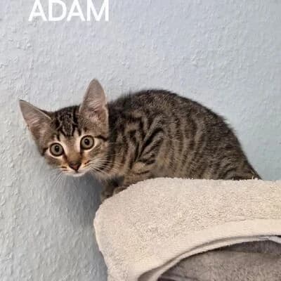 Adam, getigert male puppy mixed breed for adoption at Tierheim Ahlen, Ahlen