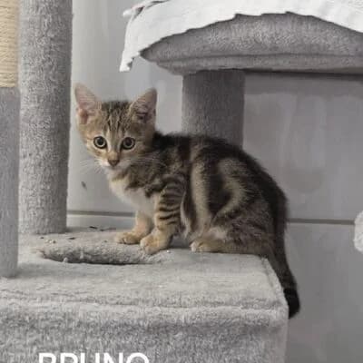 Bruno, getigert male puppy mixed breed for adoption at Tierheim Ahlen, Ahlen