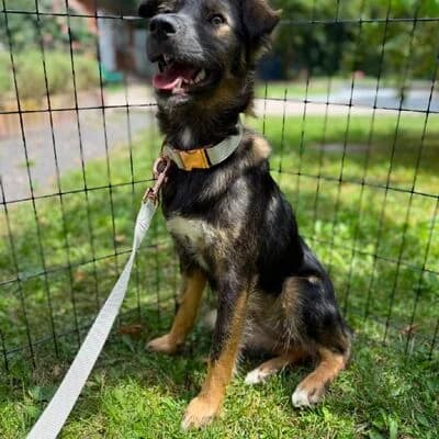 Lisel, braun schwarz gelb female puppy Mixed Breed for adoption at Tierheim Ahlen, Ahlen