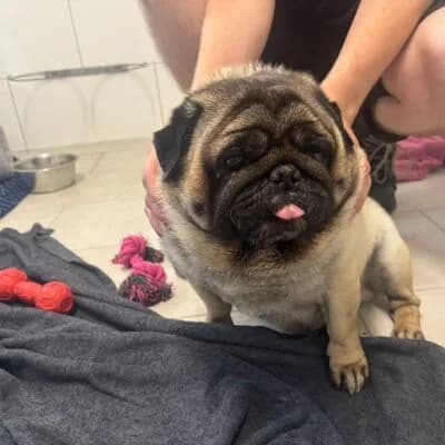 Umka/Urmel, beige male 6yo Pug for adoption at Tierheim Ahlen, Ahlen