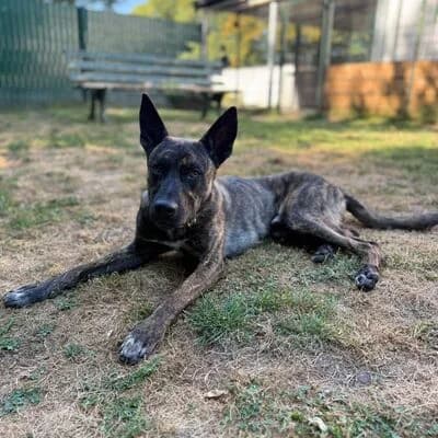 Checker/Coco, dunkel gestromt male Belgian Malinois for adoption at Tierheim Ahlen, Ahlen