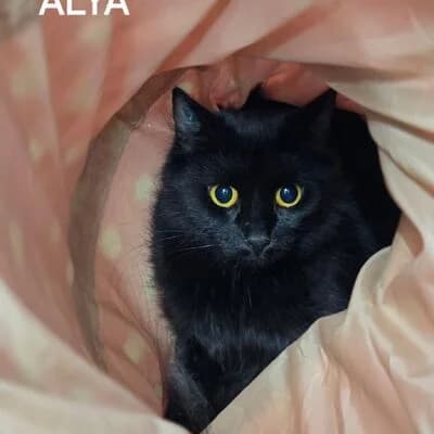Alya, schwarz female 4yo mixed breed for adoption at Tierheim Ahlen, Ahlen