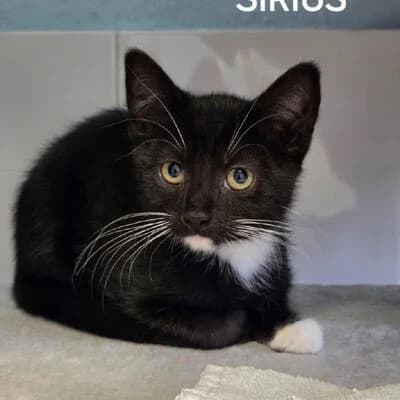 Sirius, schwarz weiΓ male puppy mixed breed for adoption at Tierheim Ahlen, Ahlen