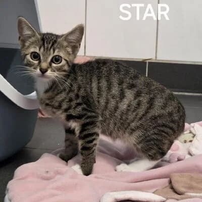 Star, getigert male puppy mixed breed for adoption at Tierheim Ahlen, Ahlen