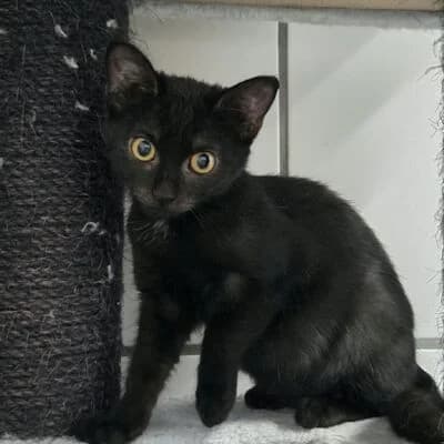 Fifi, schwarz female puppy mixed breed for adoption at Tierheim Ahlen, Ahlen