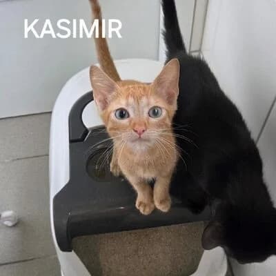 Kasimir, rot male puppy mixed breed for adoption at Tierheim Ahlen, Ahlen