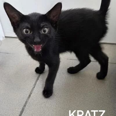 Kratz, schwarz male puppy mixed breed for adoption at Tierheim Ahlen, Ahlen