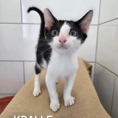 Kralle, schwarz weiΓ male puppy mixed breed for adoption at Tierheim Ahlen, Ahlen