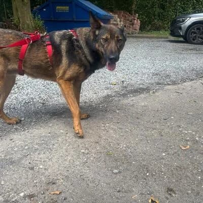 Malisa, braun/grau female 4yo Mixed Breed for adoption at Tierheim Ahlen, Ahlen