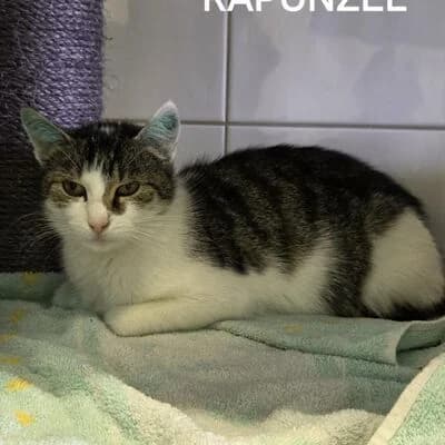 Rapunzel, weiΓ getigert female 3yo mixed breed for adoption at Tierheim Ahlen, Ahlen