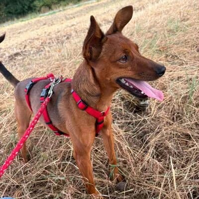 Pablo, braun male young mixed breed for adoption at Tierheim Ahlen, Ahlen