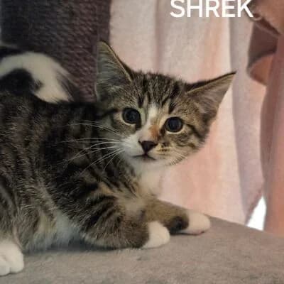 Shrek, unbekannt puppy mixed breed for adoption at Tierheim Ahlen, Ahlen