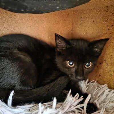 Ballerina, Schwarz female puppy mixed breed for adoption at Tierheim Ahlen, Ahlen