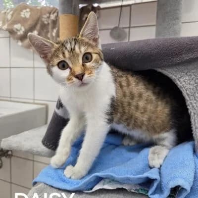 Daisy, weiΓ braun female puppy mixed breed for adoption at Tierheim Ahlen, Ahlen