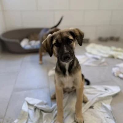 Nilo, braun male puppy Mixed Breed for adoption at Tierheim Ahlen, Ahlen
