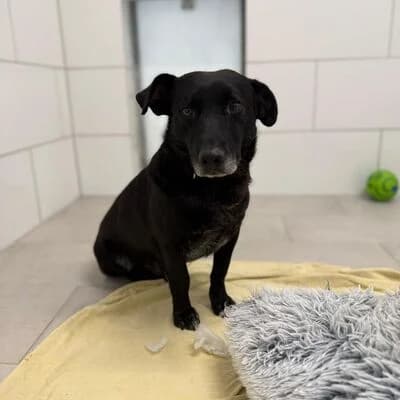 Boris, schwarz male senior Mixed Breed for adoption at Tierheim Ahlen, Ahlen