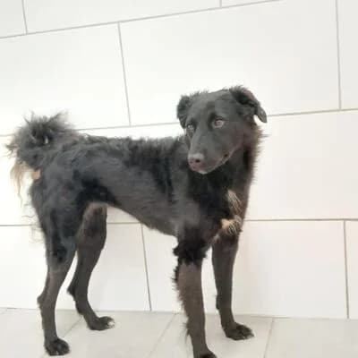 Zora (Zecke), schwarz female young Mixed Breed for adoption at Tierheim Ahlen, Ahlen