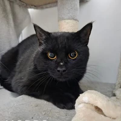 Hopps, schwarz male mixed breed for adoption at Tierheim Ahlen, Ahlen