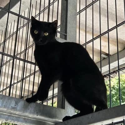 Hoppel, schwarz young mixed breed for adoption at Tierheim Ahlen, Ahlen