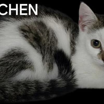 Herzchen, grau weiß getigert female puppy mixed breed for adoption at Tierheim Ahlen, Ahlen
