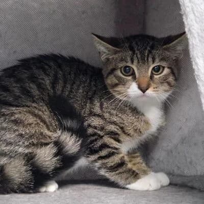 Sandy, braun getigert mit weiร female puppy mixed breed for adoption at Tierheim Ahlen, Ahlen
