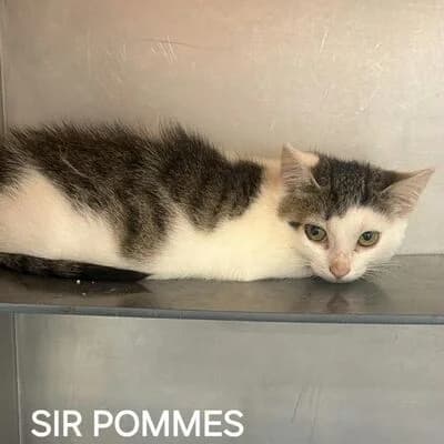 Sir Pommes, weiร grau getigert puppy mixed breed for adoption at Tierheim Ahlen, Ahlen