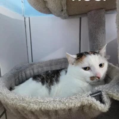 Rosi, tricolor female senior mixed breed for adoption at Tierheim Ahlen, Ahlen