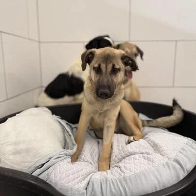 Rosi, beige grau female puppy Mixed Breed for adoption at Tierheim Ahlen, Ahlen