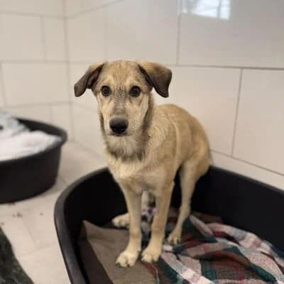 Eva, Beige-grauer Kopf female puppy Mixed Breed for adoption at Tierheim Ahlen, Ahlen