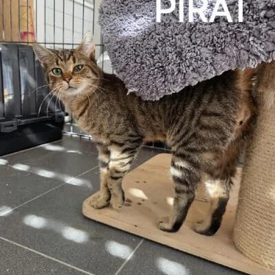 Pirat, getigert male 4yo mixed breed for adoption at Tierheim Ahlen, Ahlen