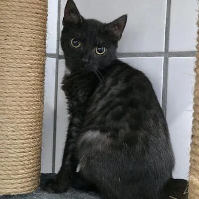 Detlef, schwarz male mixed breed for adoption at Tierheim Ahlen, Ahlen
