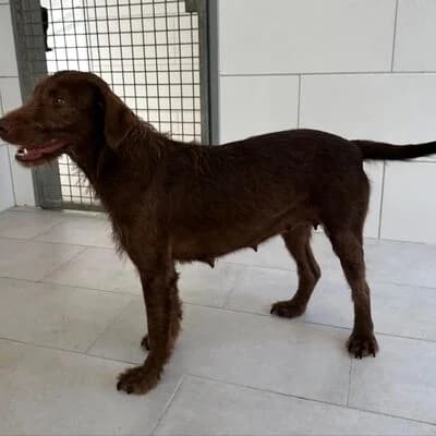 Penny, braun female 3yo Mixed Breed for adoption at Tierheim Ahlen, Ahlen