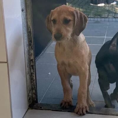 Paula, hellbraun female puppy Mixed Breed for adoption at Tierheim Ahlen, Ahlen