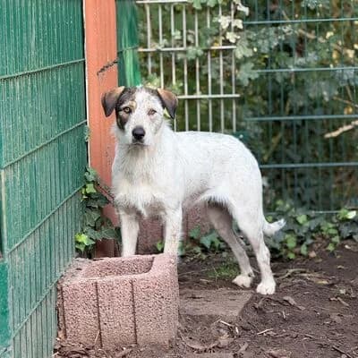 Rose, dreifarbig female young Mixed Breed for adoption at Tierheim Ahlen, Ahlen