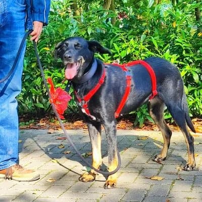 Nele, Schwarz female senior Mixed Breed for adoption at Tierheim Ahlen, Ahlen