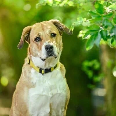 Luna, hell beige female 7yo mixed breed for adoption at Tierheim Ahlen, Ahlen