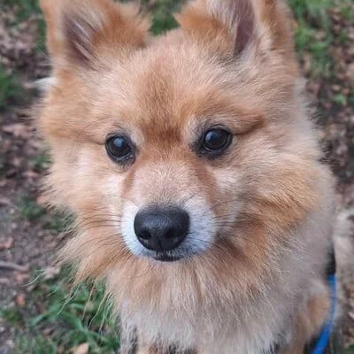 Bianco, beige male senior Pomeranian for adoption at Tierheim Ahlen, Ahlen