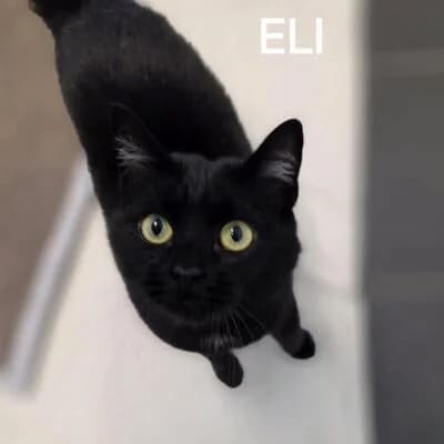 Eli, schwarz female 4yo mixed breed for adoption at Tierheim Ahlen, Ahlen