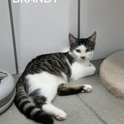 Brandy, weiß getigert female puppy mixed breed for adoption at Tierheim Ahlen, Ahlen