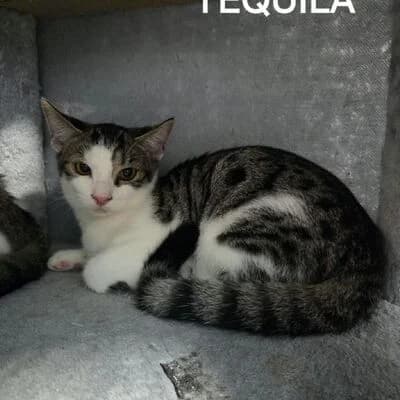 Tequila, getigert mit weiß male puppy mixed breed for adoption at Tierheim Ahlen, Ahlen