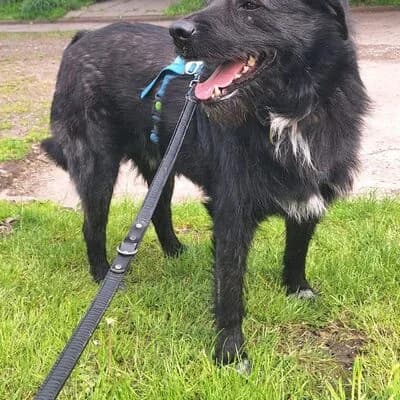 Leo, schwarz male 3yo Mixed Breed for adoption at Tierheim Ahlen, Ahlen