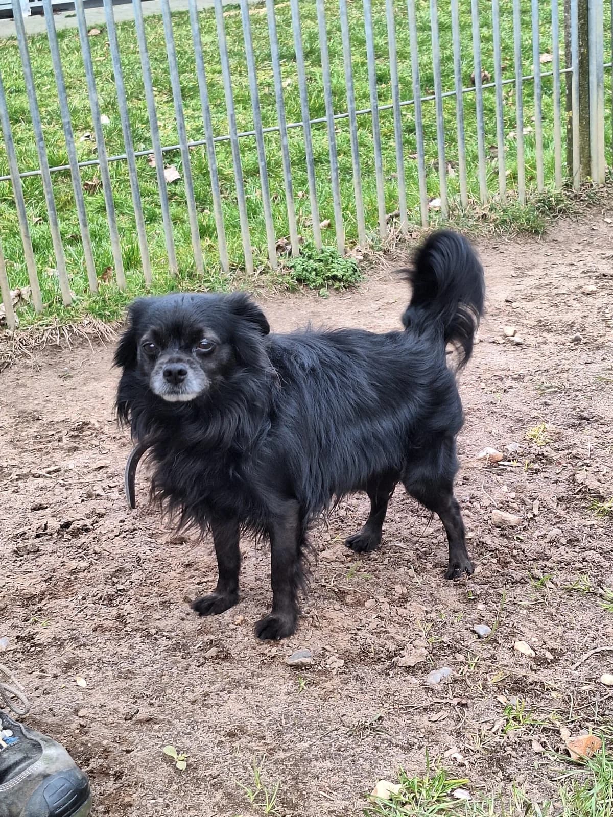 Diego, male senior mixed breed for adoption at Tierheim Ahrenshöft, Ahrenshöft