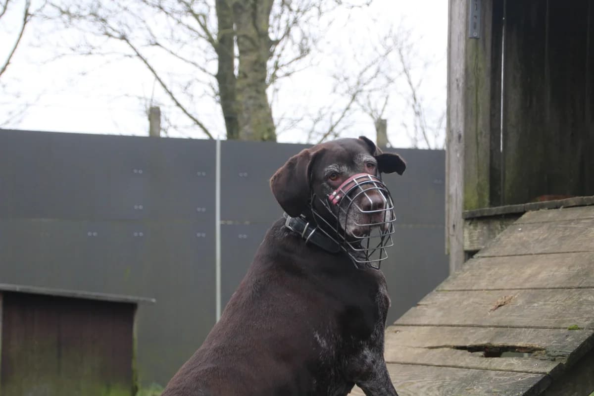 Dina, female senior mixed breed for adoption at Tierheim Ahrenshöft, Ahrenshöft