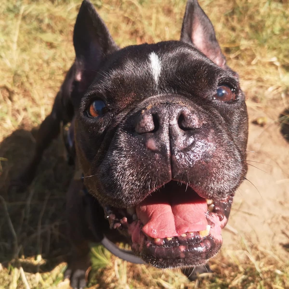 Kalle, male senior English Bulldog for adoption at Tierheim Ahrenshöft, Ahrenshöft