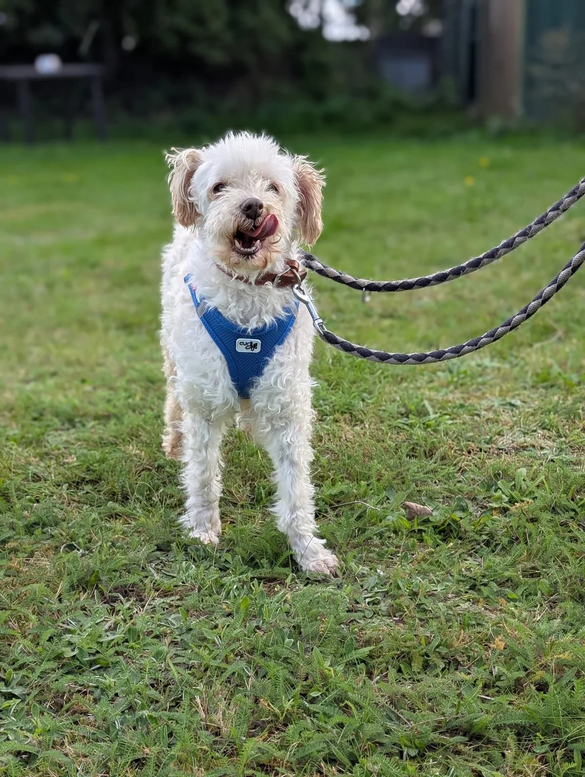 Lucky, male senior Poodle for adoption at Tierheim Ahrenshöft, Ahrenshöft