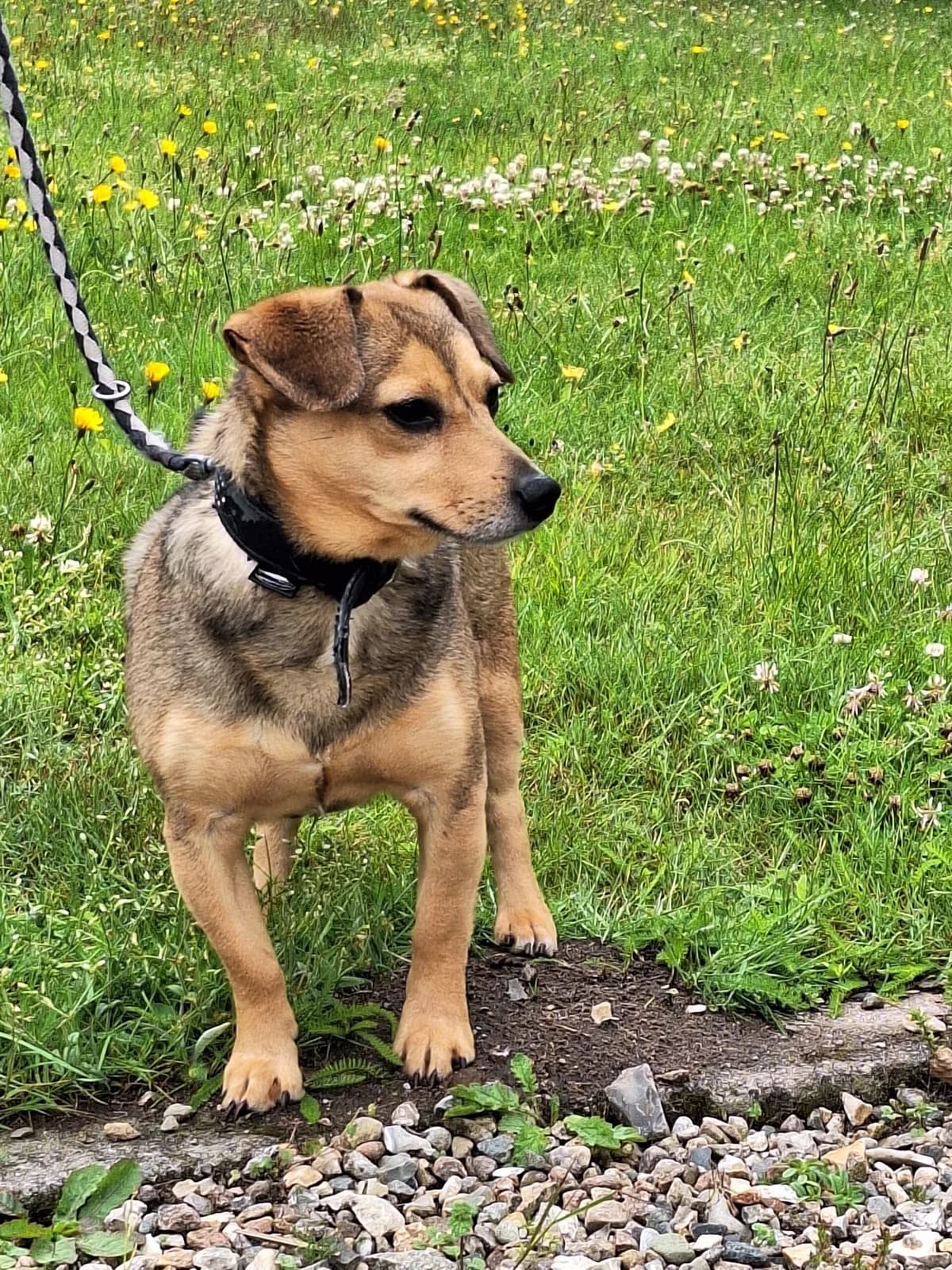 Rudi, male 6yo Jack Russell Terrier for adoption at Tierheim Ahrenshöft, Ahrenshöft