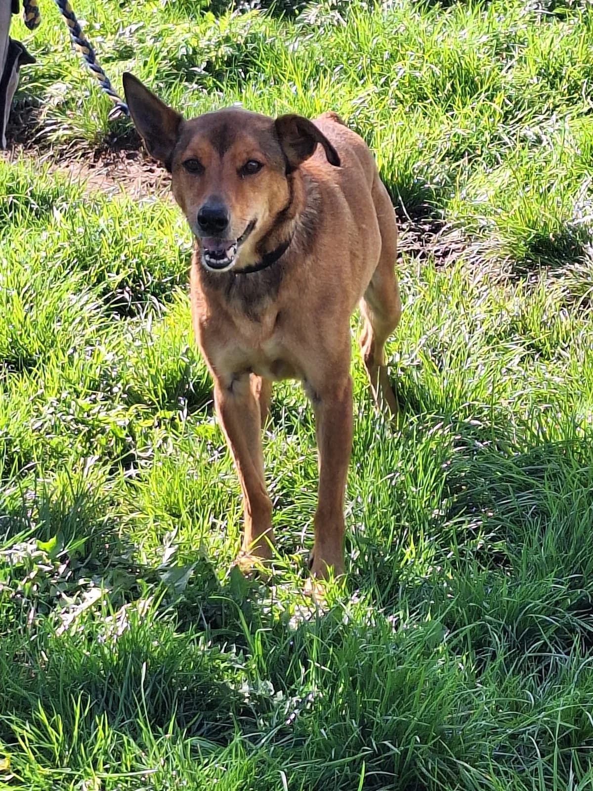 Sneaker, male senior Mixed Breed for adoption at Tierheim Ahrenshöft, Ahrenshöft