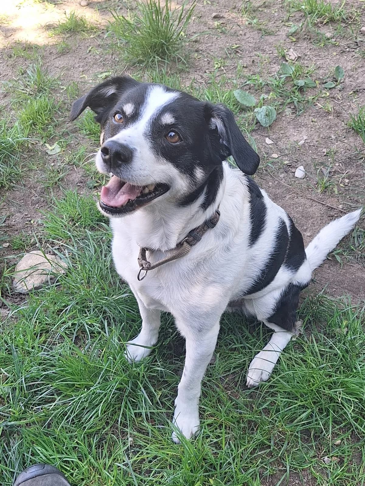 Tobi, male senior Mixed Breed for adoption at Tierheim Ahrenshöft, Ahrenshöft
